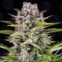 Gorilla Zkittlez Auto (Barney's Farm) Feminiserade