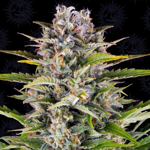 Gorilla Zkittlez Auto (Barney's Farm) Feminiserade