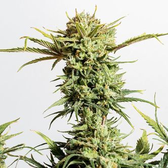 Gnomo Auto (Kannabia) feminiserade cannabisfr&ouml;n