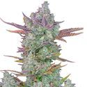 Gorilla Cookies Auto (FastBuds) Feminiserade