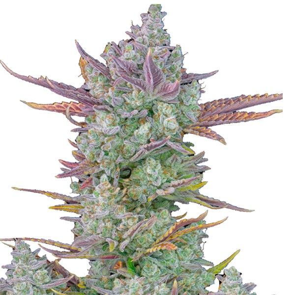 Gorilla Cookies Auto (FastBuds) Feminiserade
