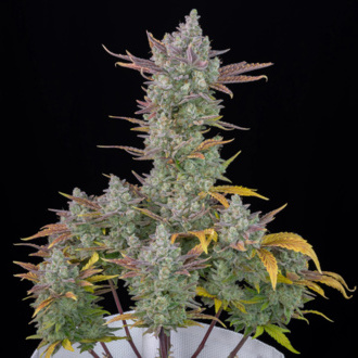 Gorilla Cookies Auto (FastBuds) Feminiserade