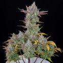 Gorilla Cookies Auto (FastBuds) Feminiserade