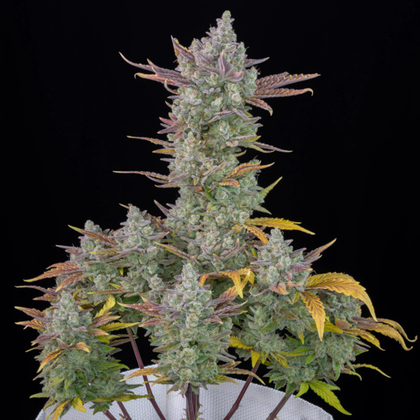 Gorilla Cookies Auto (FastBuds) Feminiserade