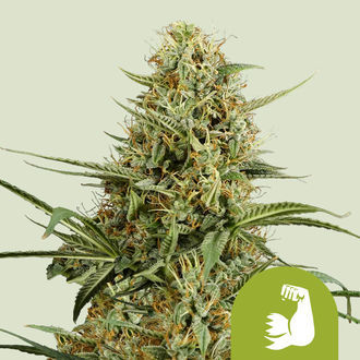 HulkBerry Autoflower (Royal Queen Seeds) Feminiserade