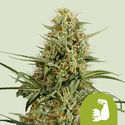 HulkBerry Autoflower (Royal Queen Seeds) Feminiserade