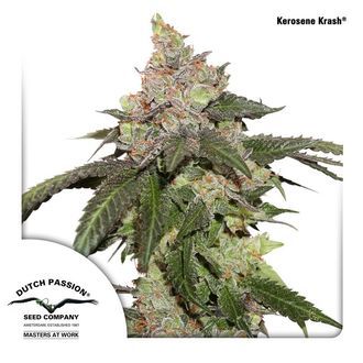 Kerosene Krash (Dutch Passion) Feminiserade