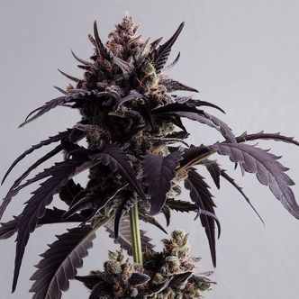 Ginger Punch Auto (Kannabia) feminiserade
