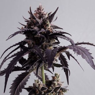 Ginger Punch Auto (Kannabia) Feminiserade