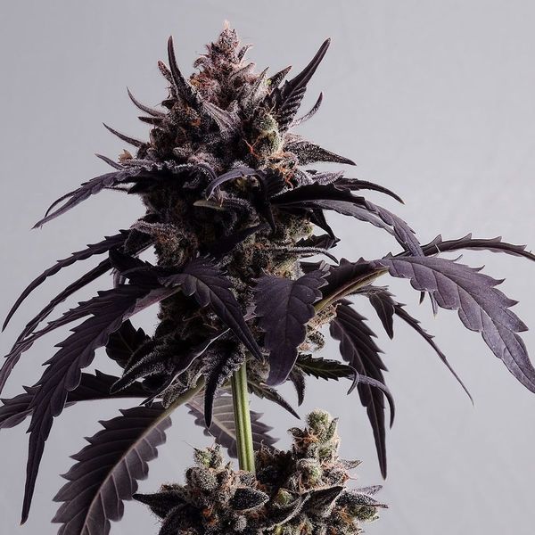 Ginger Punch Auto (Kannabia) Feminiserade