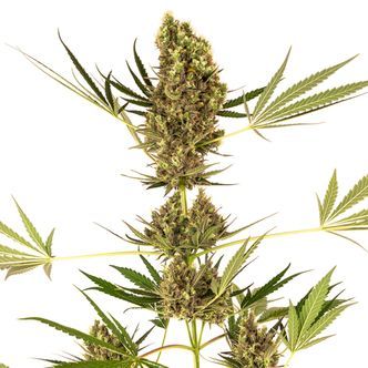 Alpine Delight CBD Automatic (Sensi Seeds) feminiserade