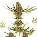 Alpine Delight CBD Autoflower (Sensi Seeds) Feminiserade