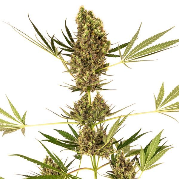Alpine Delight CBD Autoflower (Sensi Seeds) Feminiserade