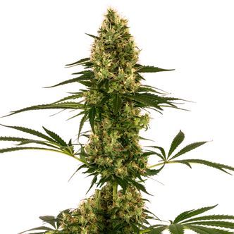Blue Bullet Auto (Sensi Seeds) feminiserade