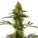 Blue Bullet Auto (Sensi Seeds) Feminiserade