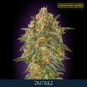 Zkittlez (Advanced Seeds) Feminiserade