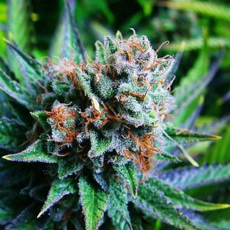 Blue Dream (Nirvana) feminiserade
