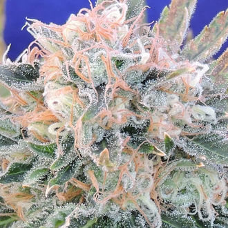 Auto Blueberry Ghost OG (Original Sensible) Feminiserade
