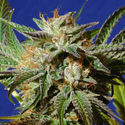 Gorilla Cookies (Original Sensible) Feminiserade