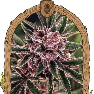 Tropical Fuel (Exotic Seed) feminiserade cannabisfr&ouml;n