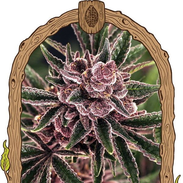 Tropical Fuel (Exotic Seed) Feminiserade