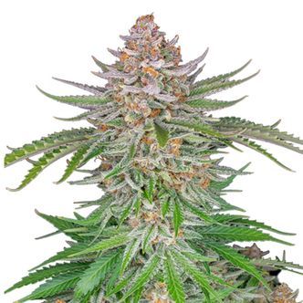 Strawberry Pie Auto (FastBuds) feminiserade