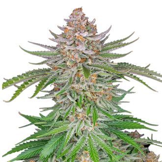 Strawberry Pie Auto (FastBuds) Feminiserade