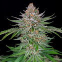 Strawberry Pie Auto (FastBuds) Feminiserade