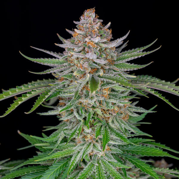 Strawberry Pie Auto (FastBuds) Feminiserade