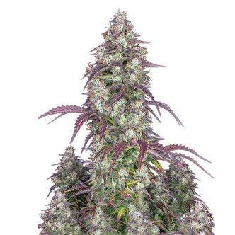 Lemon Pie Auto (FastBuds) feminiserade