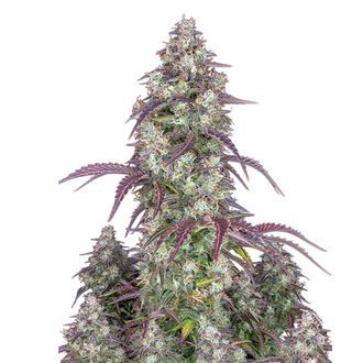 Lemon Pie Auto (FastBuds) Feminiserade