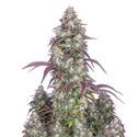 Lemon Pie Auto (FastBuds) Feminiserade