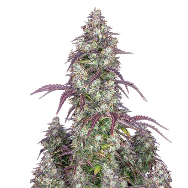 Lemon Pie Auto (FastBuds) Feminiserade