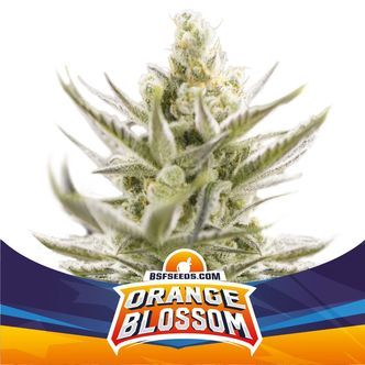 Orange Blossom XXL Auto (BSF Seeds) feminiserade