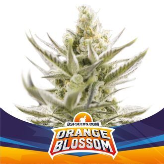 Orange Blossom XXL Auto (BSF Seeds) Feminiserade