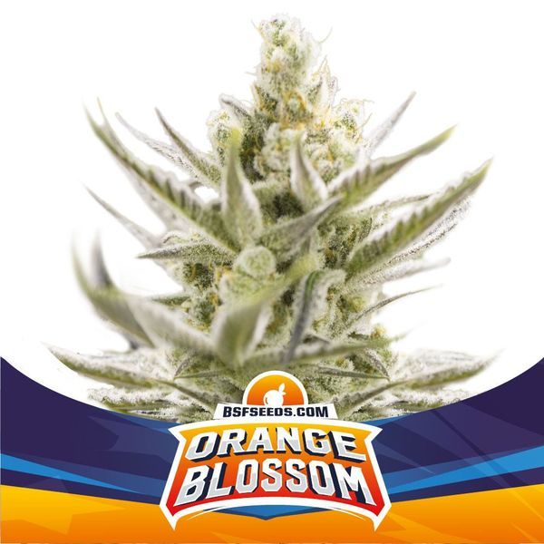 Orange Blossom XXL Auto (BSF Seeds) Feminiserade