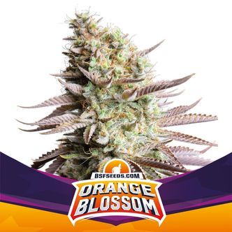 Orange Blossom (BSF Seeds) feminiserade cannabisfr&ouml;n