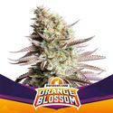 Orange Blossom (BSF Seeds) Feminiserade