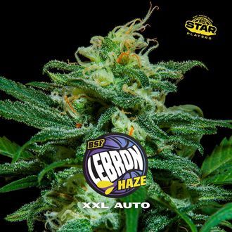 Lebron Haze XXL Auto (BSF Seeds) Feminiserade