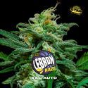 Lebron Haze XXL Auto (BSF Seeds) Feminiserade
