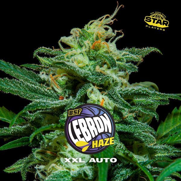 Lebron Haze XXL Auto (BSF Seeds) Feminiserade