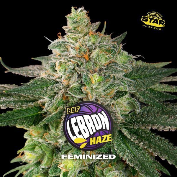 Lebron Haze (BSF Seeds) Feminiserade