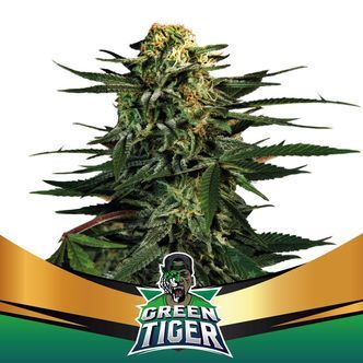 Green Tiger (BSF Seeds) feminiserade cannabisfr&ouml;n