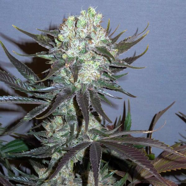 Killer Glue (Little Chief Collabs) Feminiserade