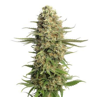 Skywalker Saga (Amsterdam Genetics) feminiserade