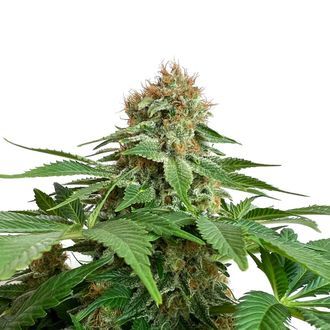 Grapefruit Superstar (Amsterdam Genetics) Feminiserade