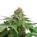 Grapefruit Superstar (Amsterdam Genetics) Feminiserade