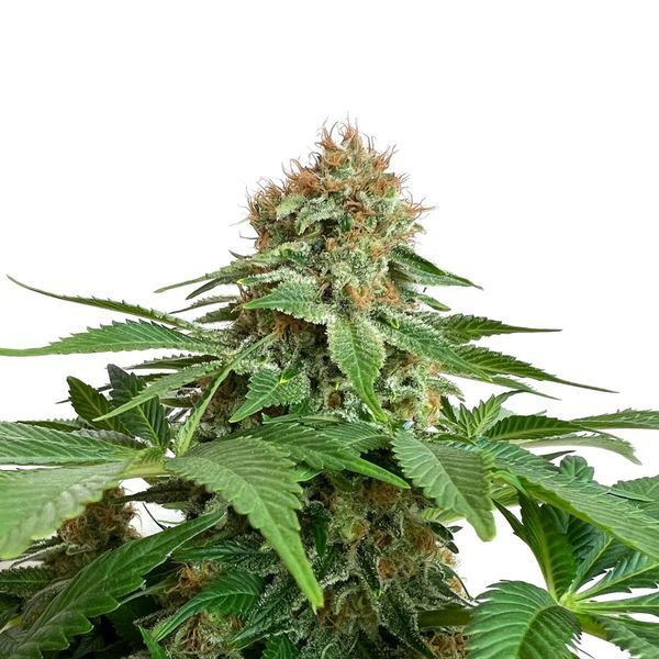 Grapefruit Superstar (Amsterdam Genetics) Feminiserade