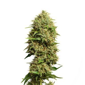 Fatkid&rsquo;s Cake (Amsterdam Genetics) feminiserade cannabisfr&ouml;n