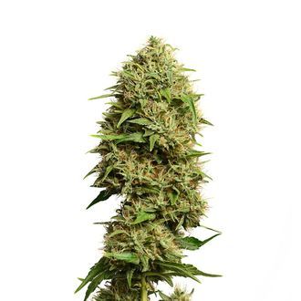 Fatkid&rsquo;s Cake (Amsterdam Genetics) Feminiserade